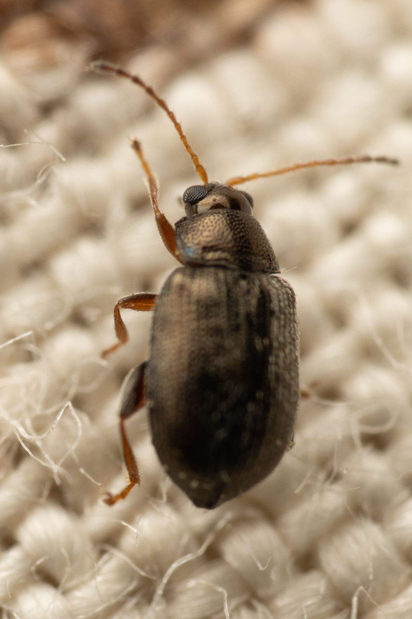 Epitrix subcrinita