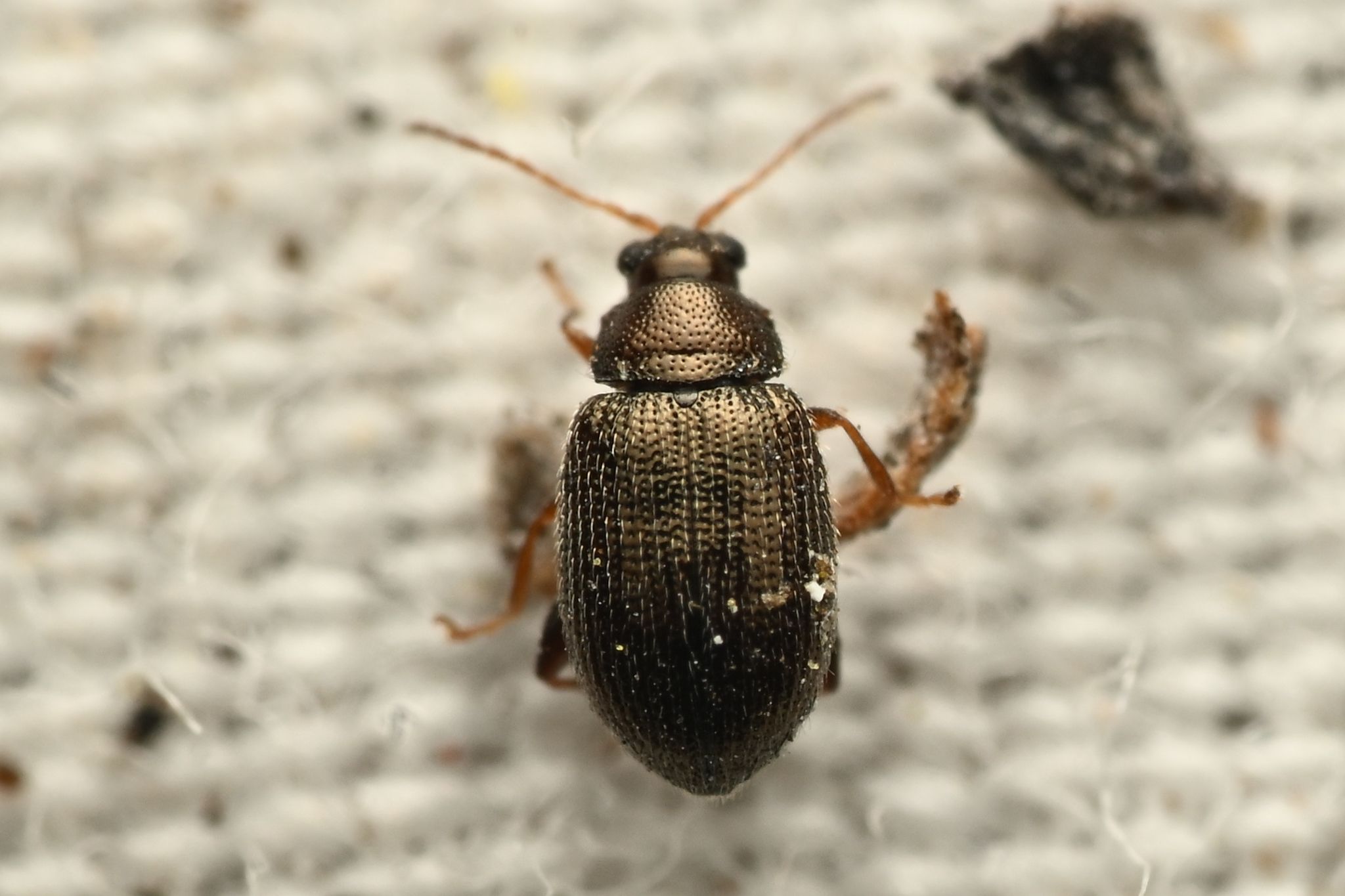 Epitrix subcrinita