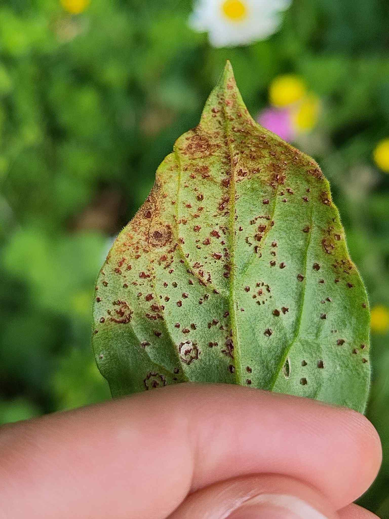 Puccinia arenariae