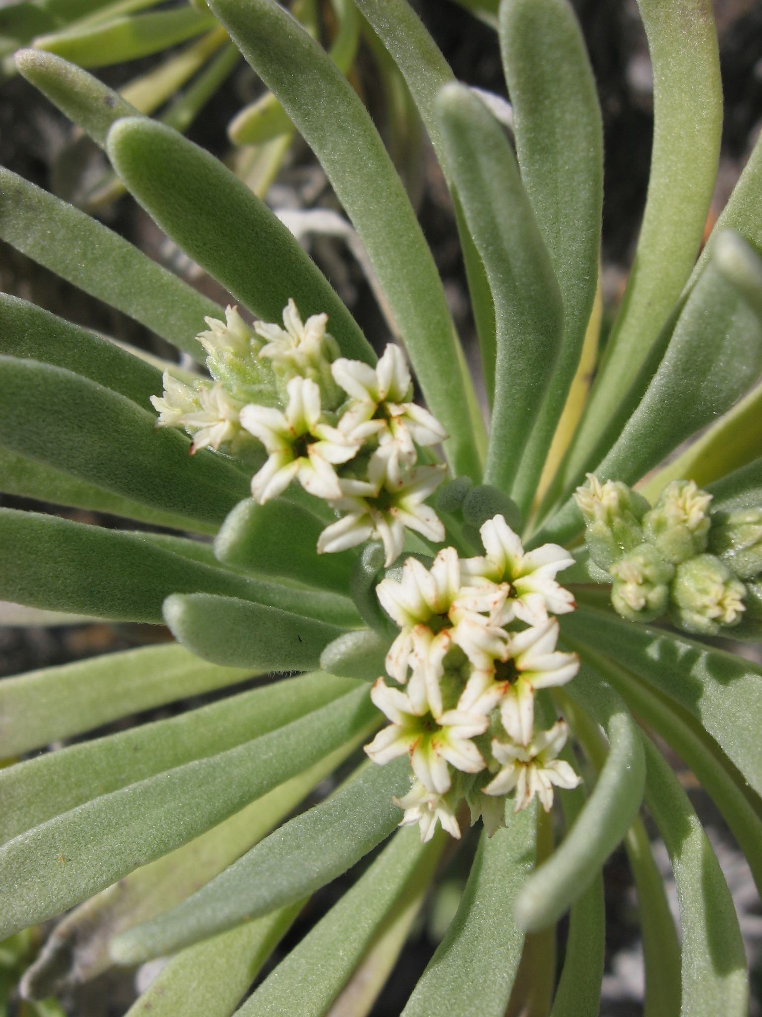 Gnaphalodes