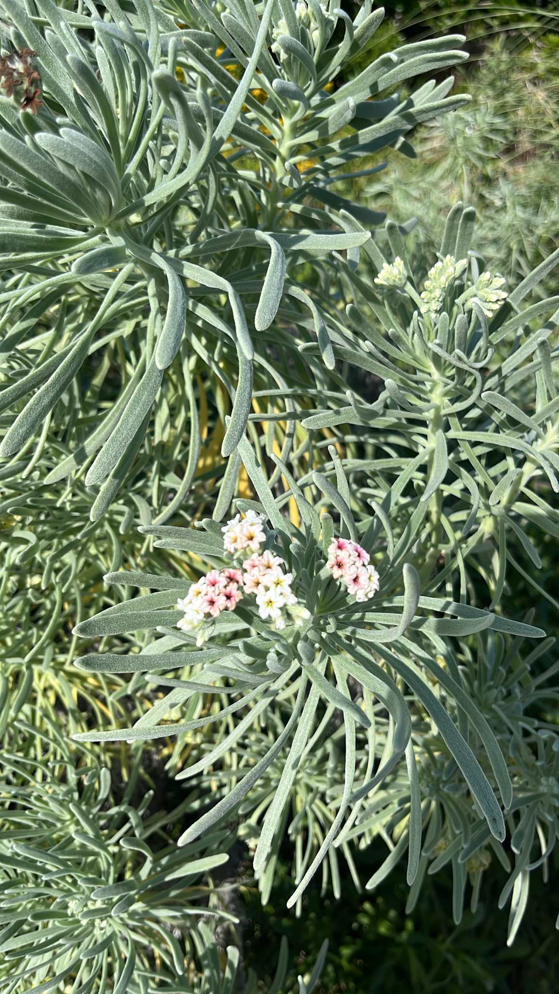 Gnaphalodes