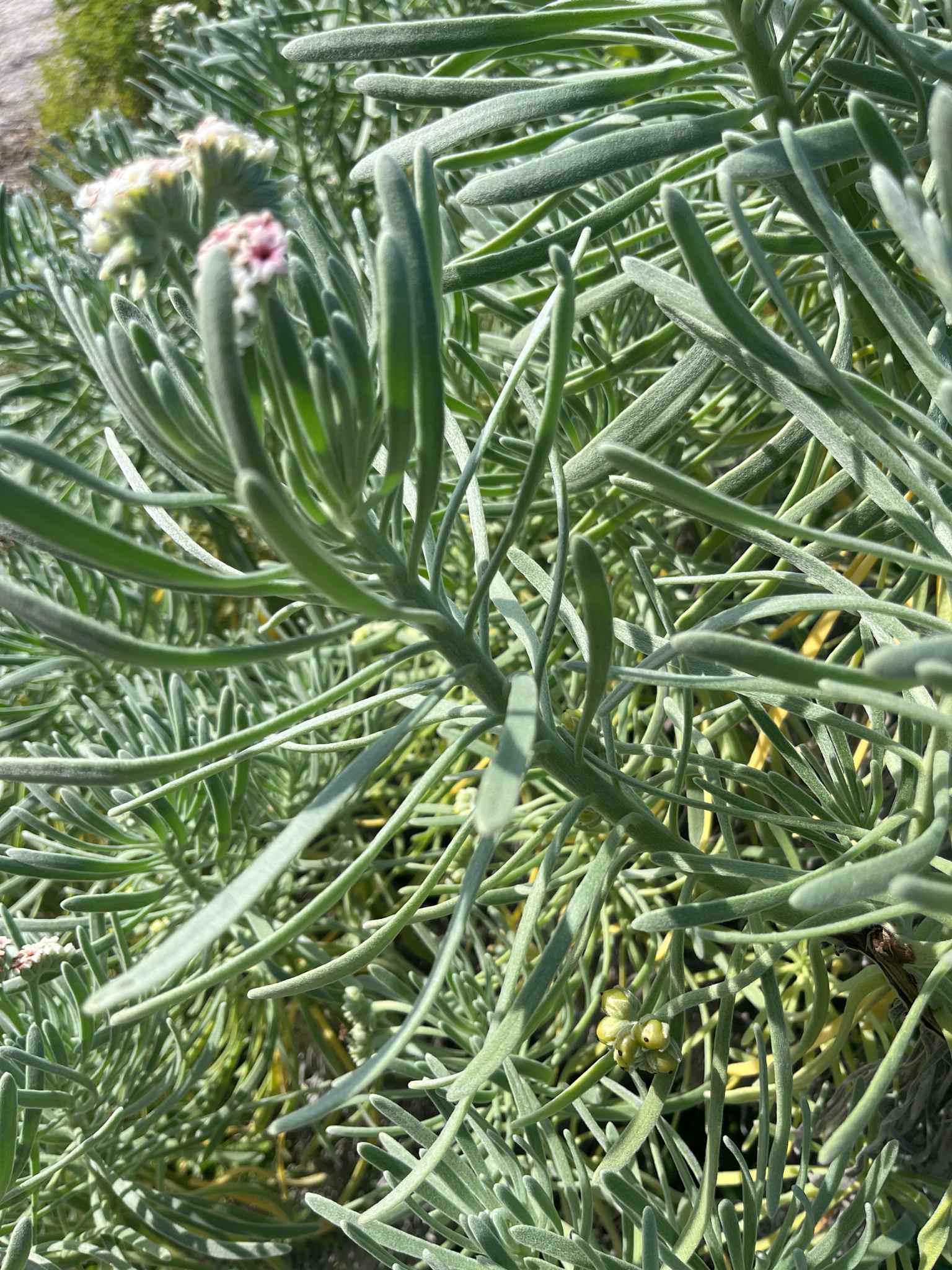 Gnaphalodes