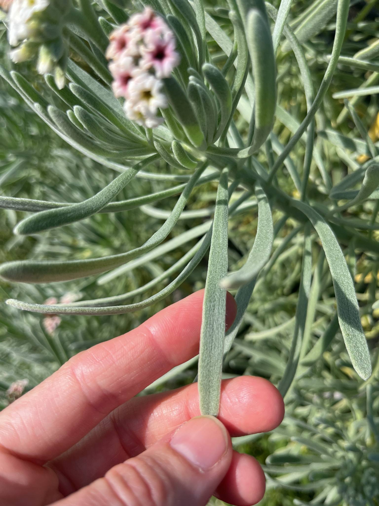 Gnaphalodes