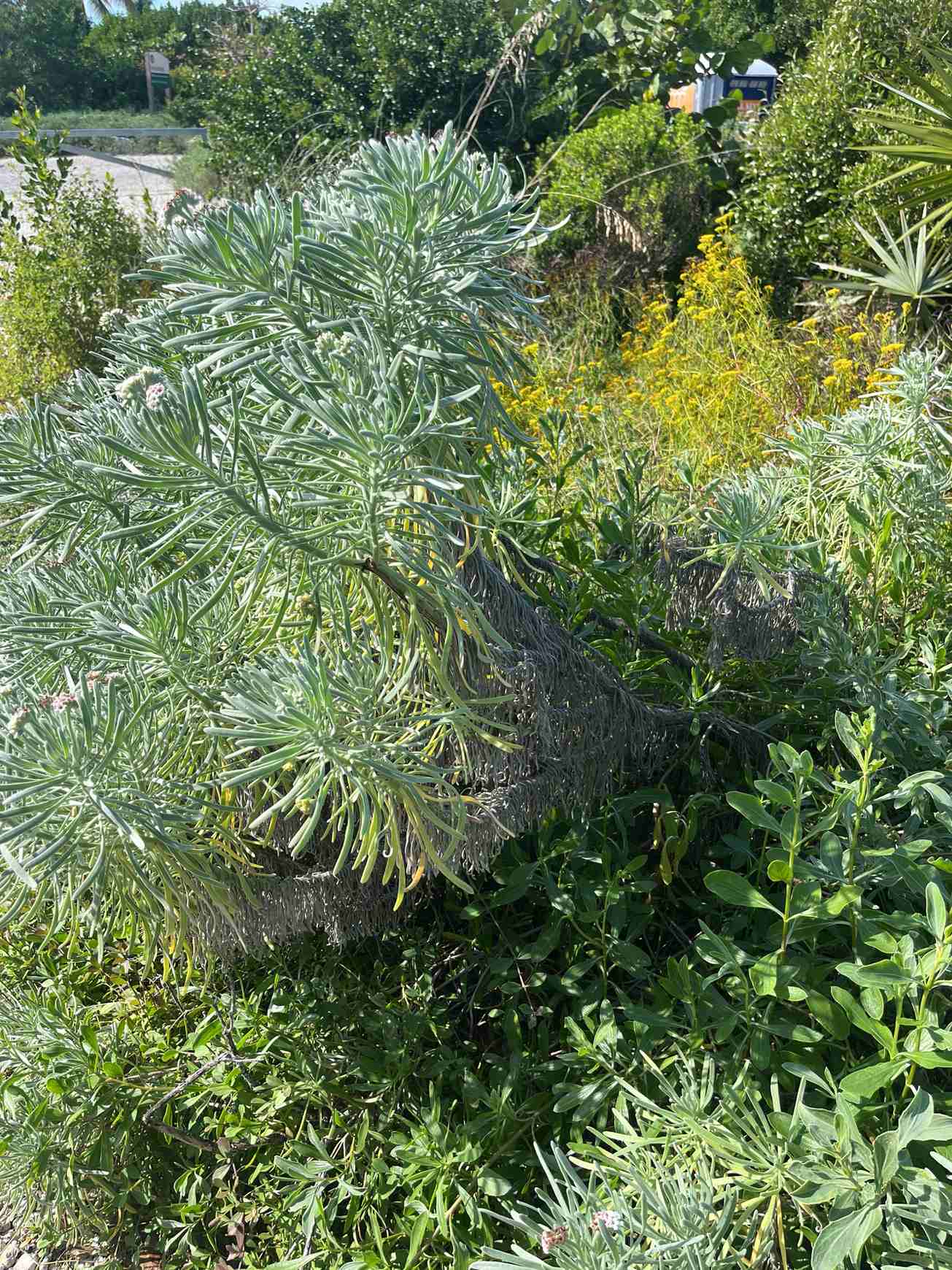 Gnaphalodes