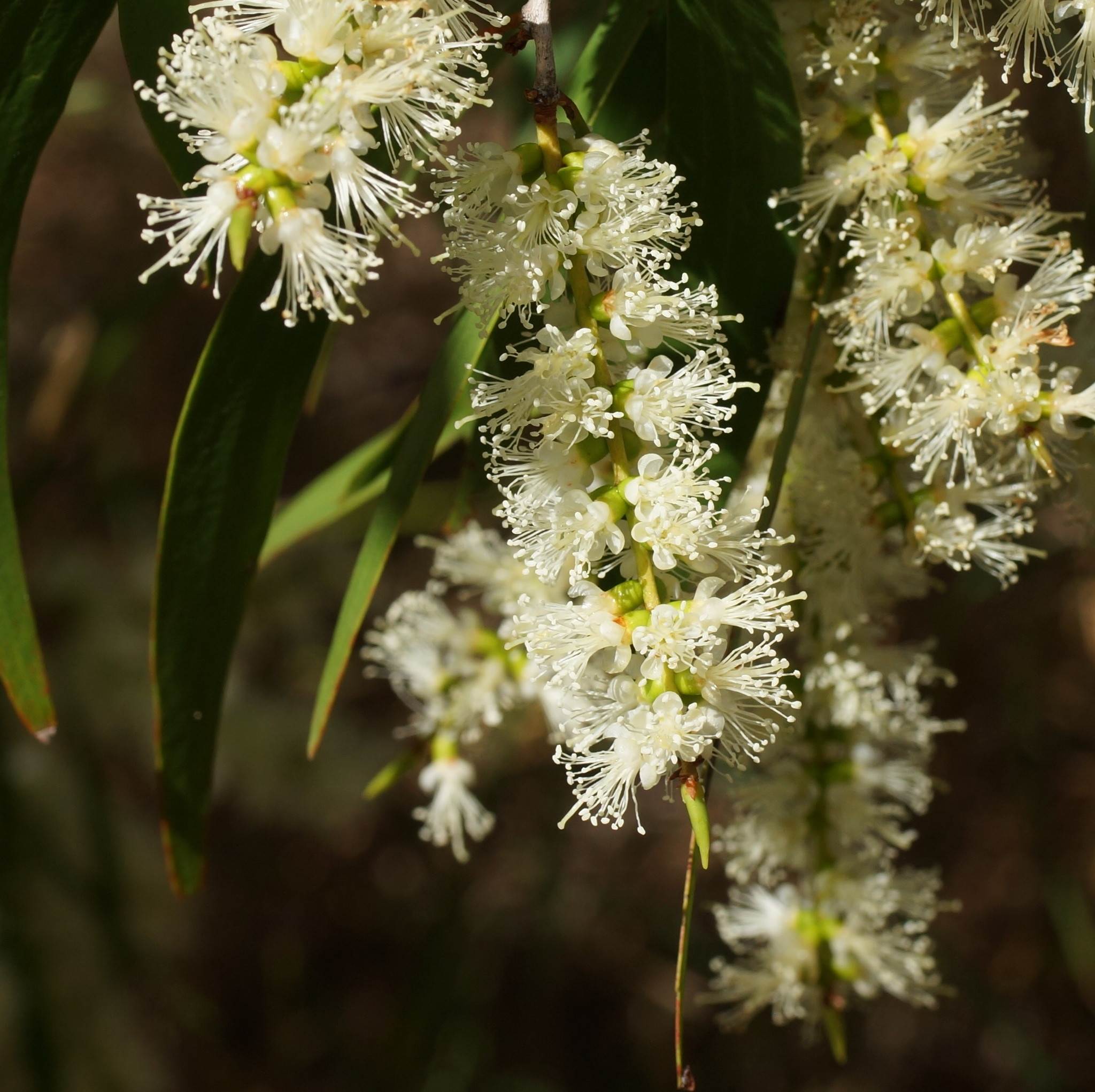 Melaleuca leucadendra