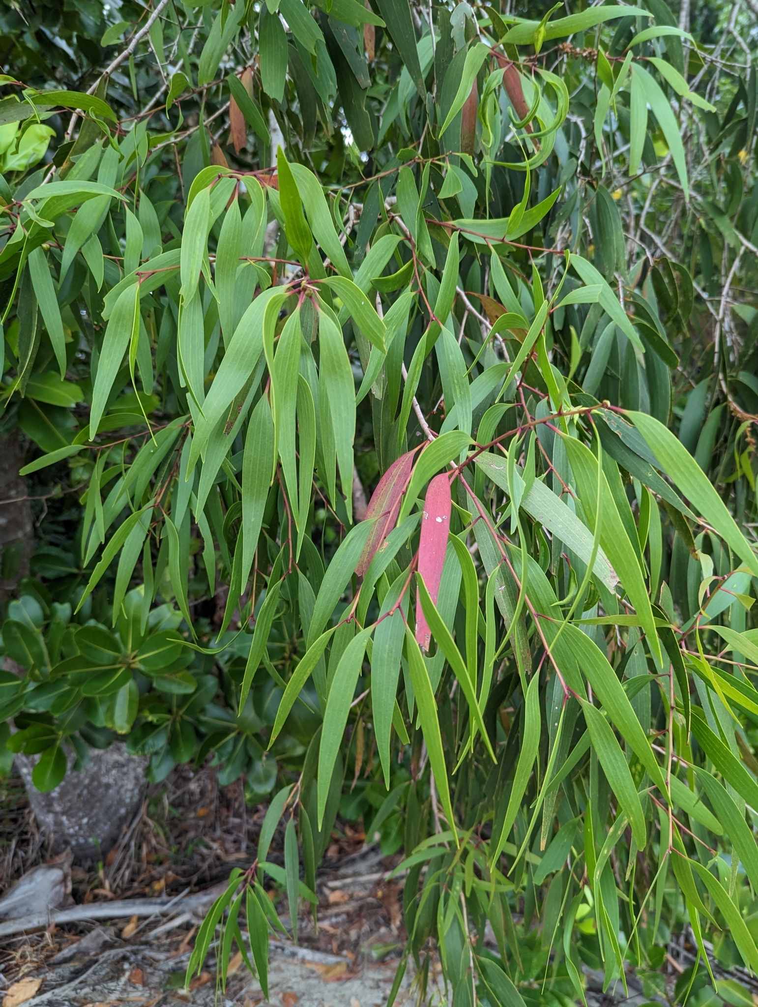 Melaleuca leucadendra