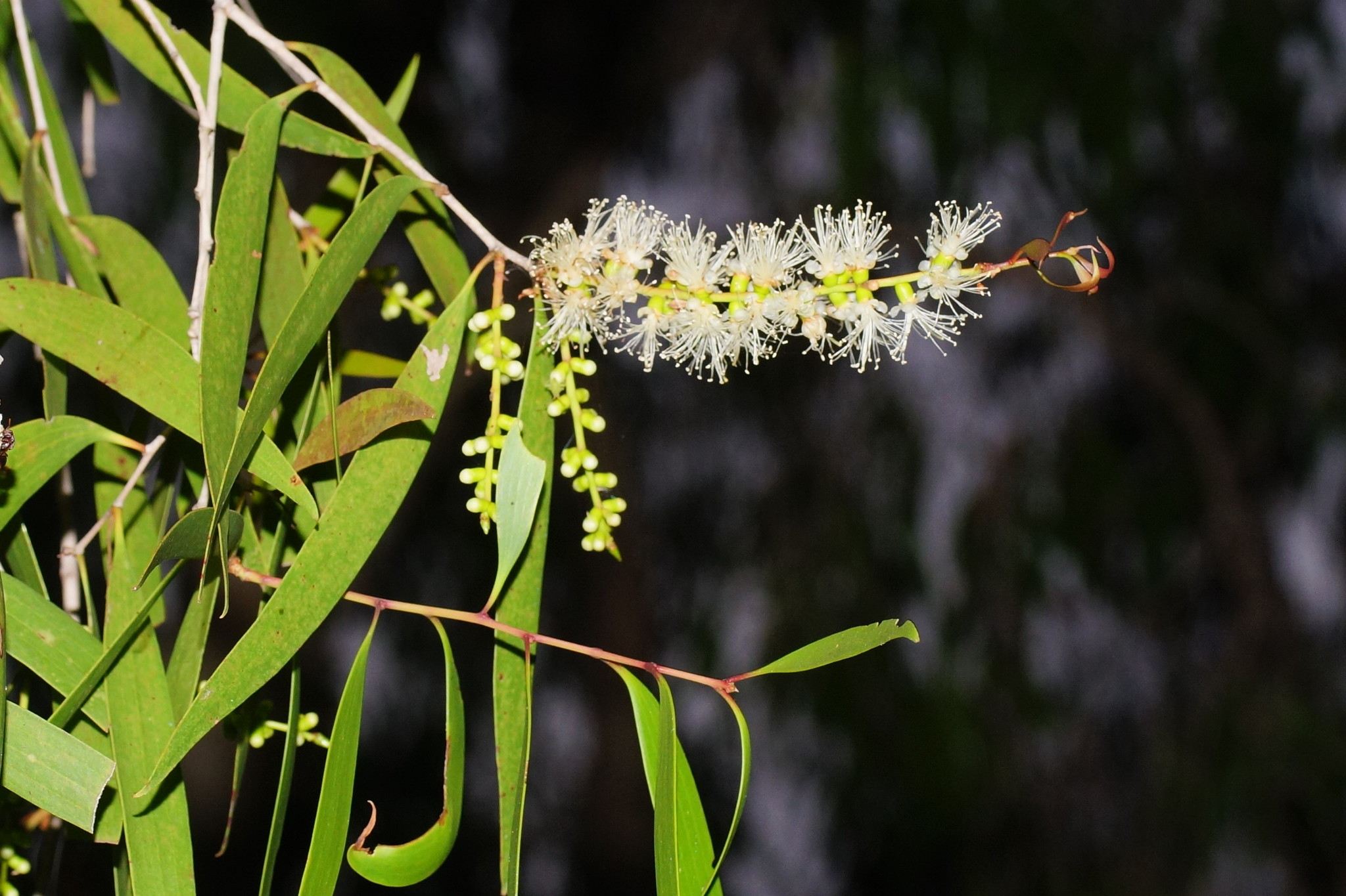 Melaleuca leucadendra