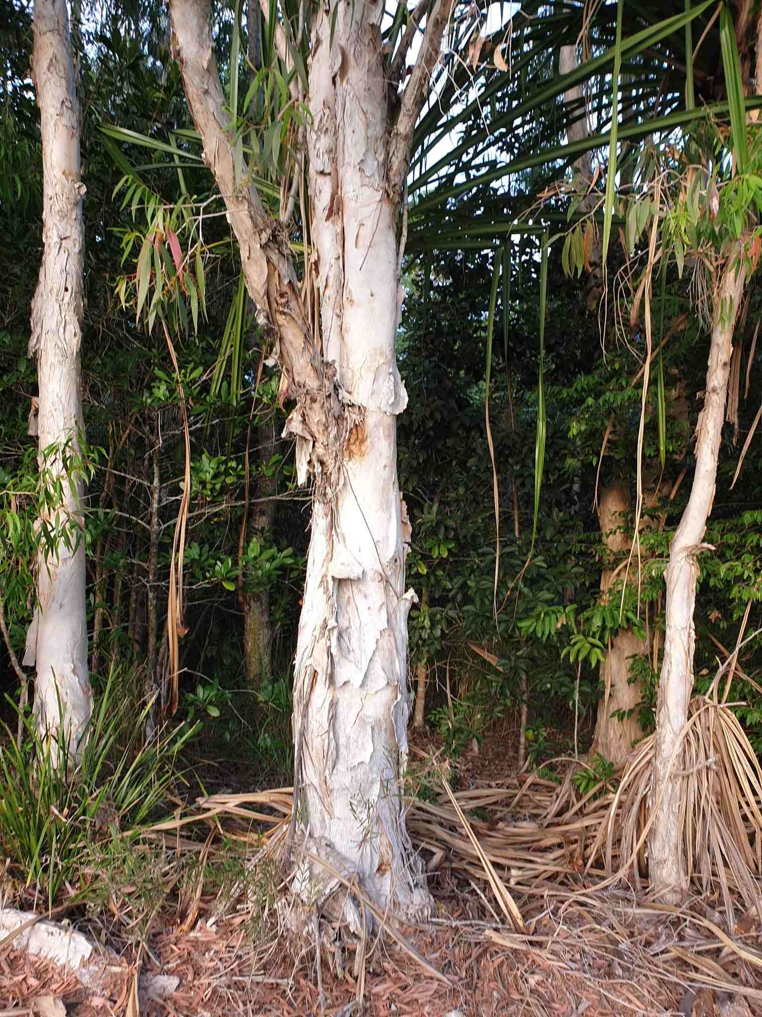 Melaleuca leucadendra