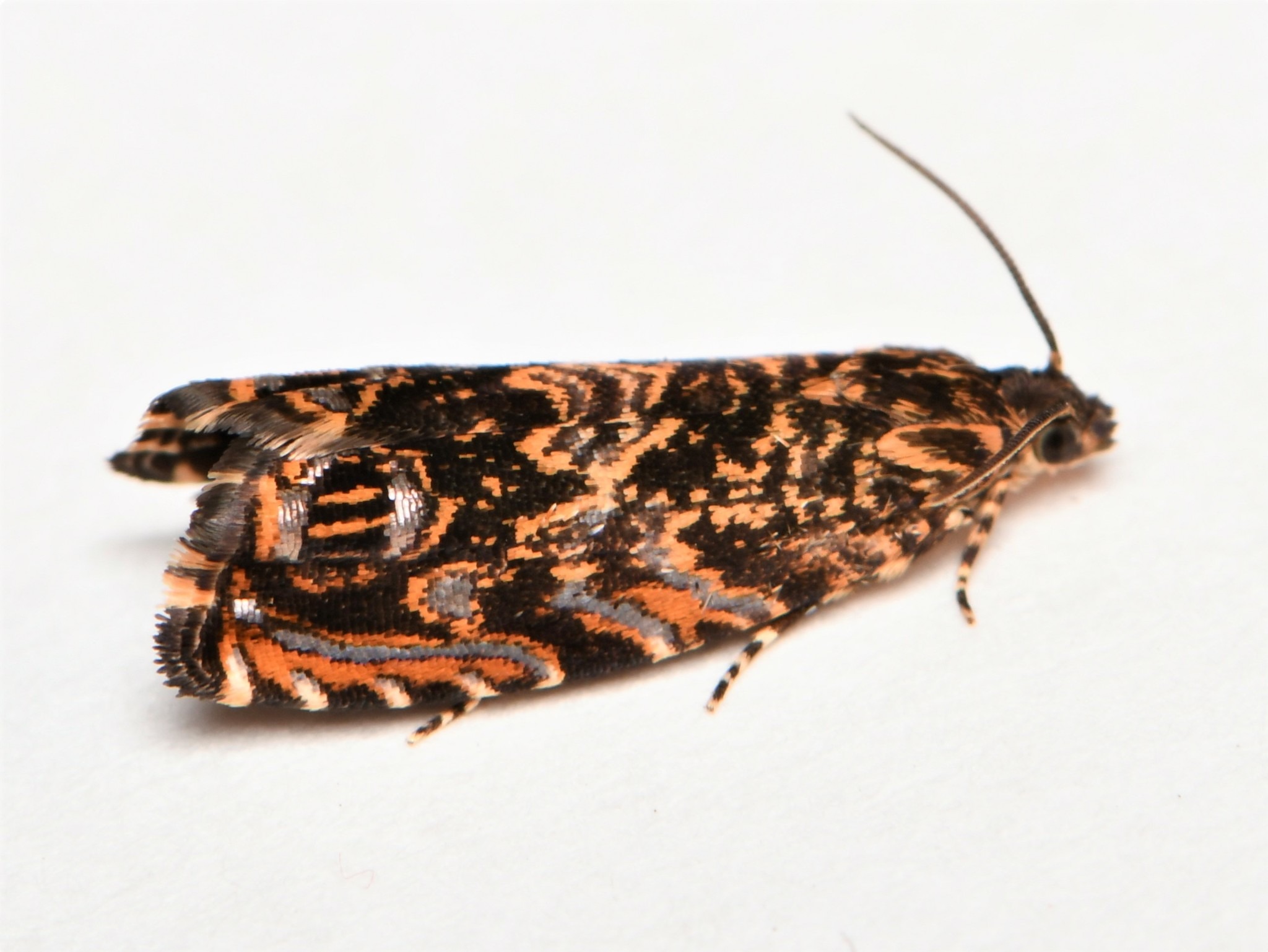 Enarmonia formosana