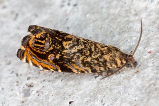 Enarmonia formosana