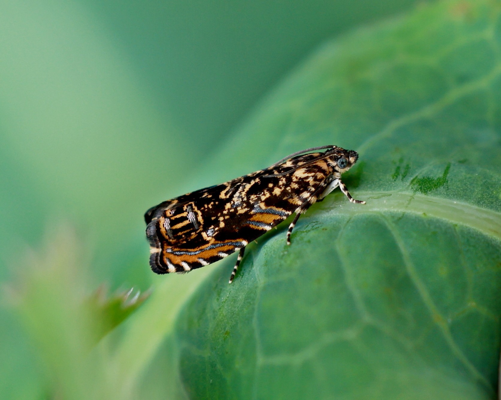 Enarmonia formosana
