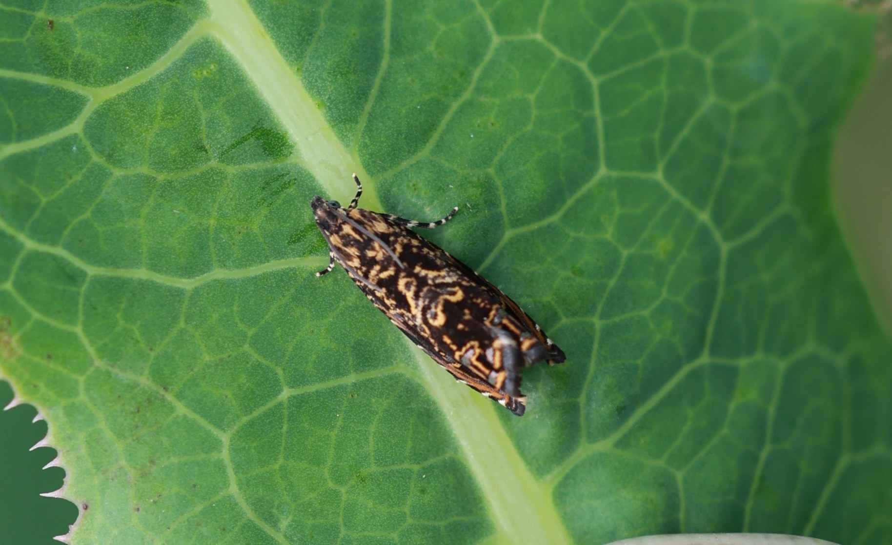 Enarmonia formosana