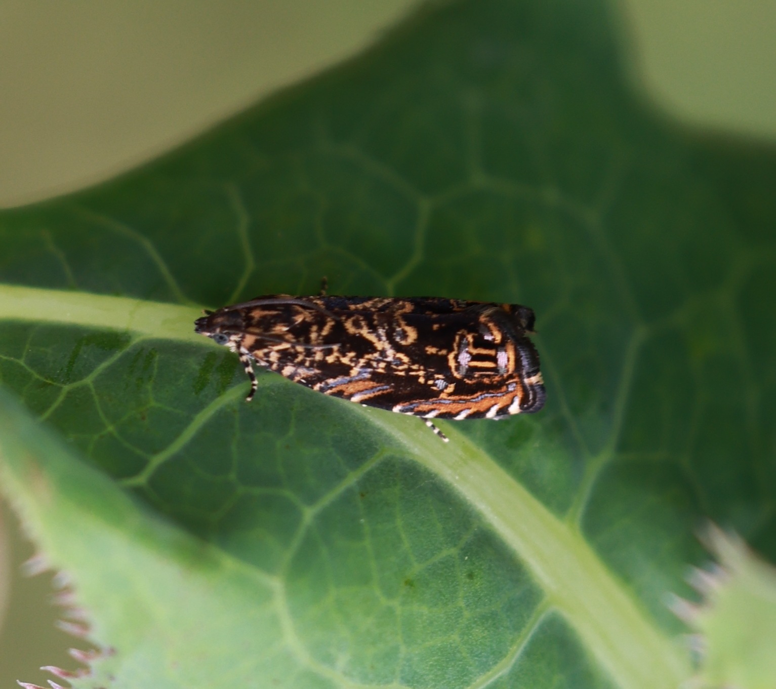 Enarmonia formosana