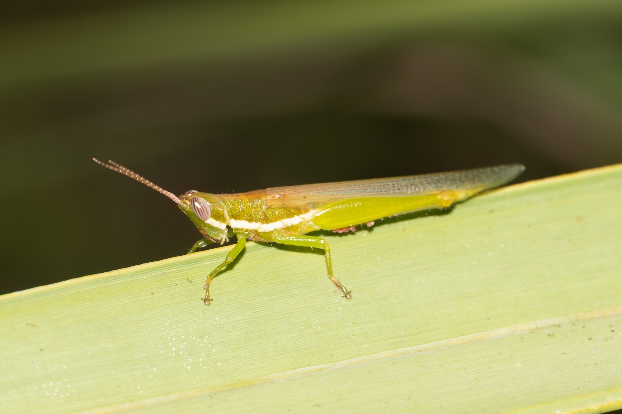 Stenacris