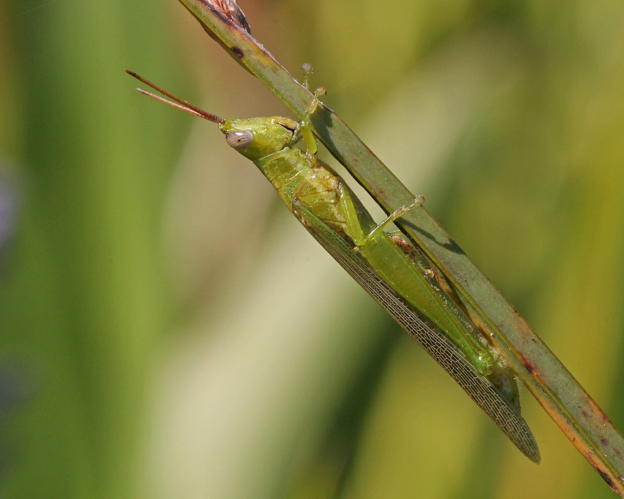 Stenacris
