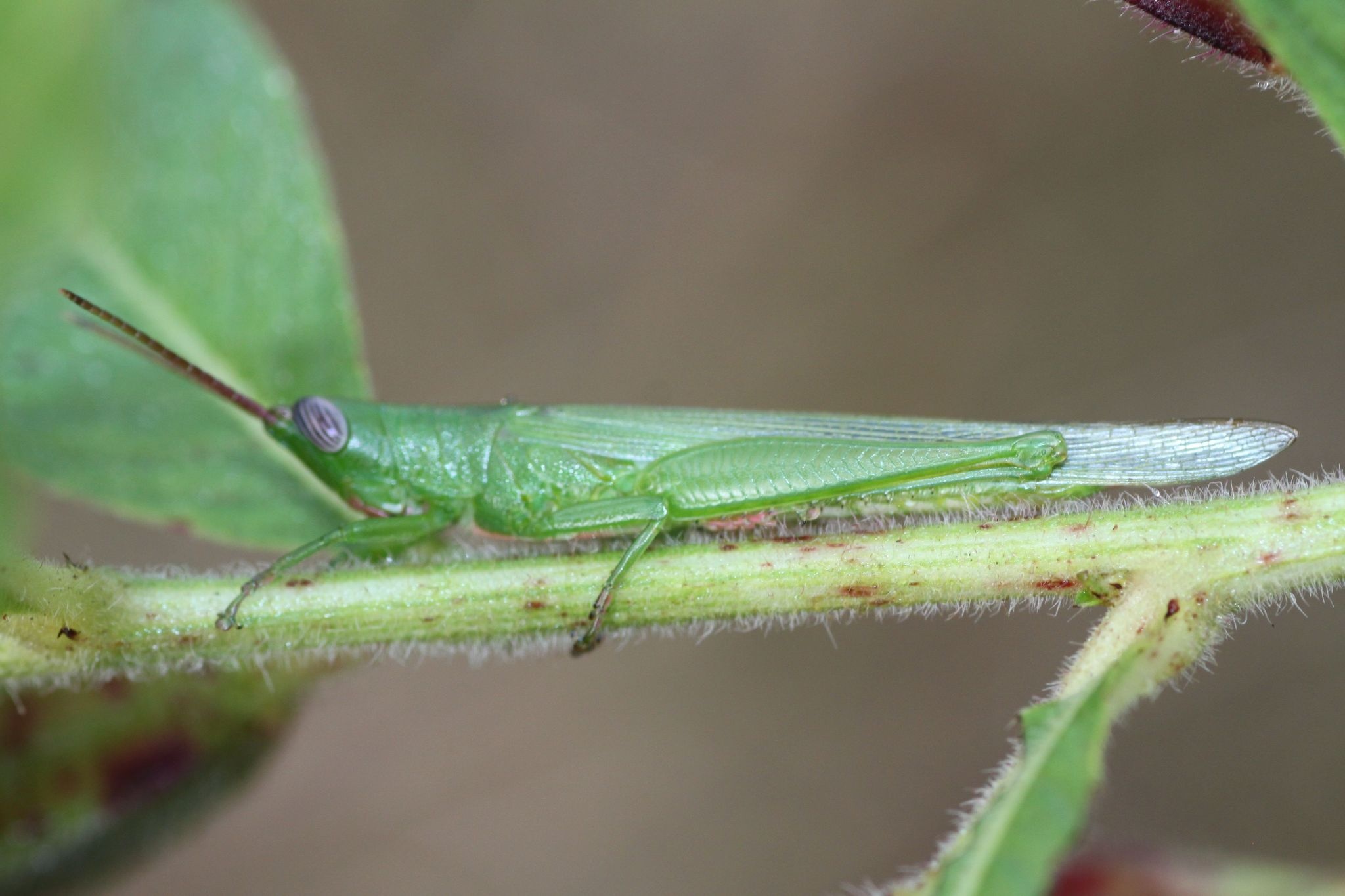 Stenacris
