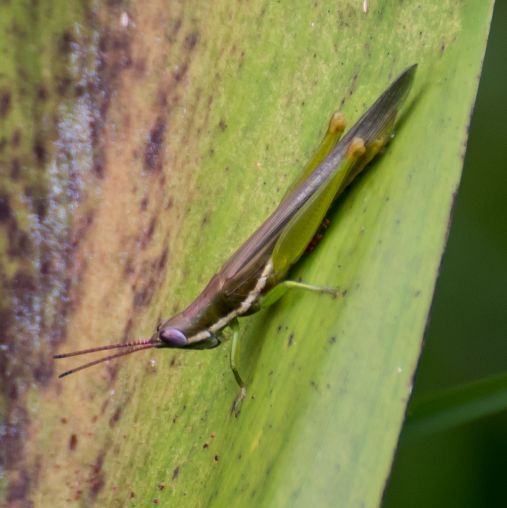 Stenacris
