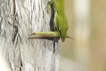 Stenacris