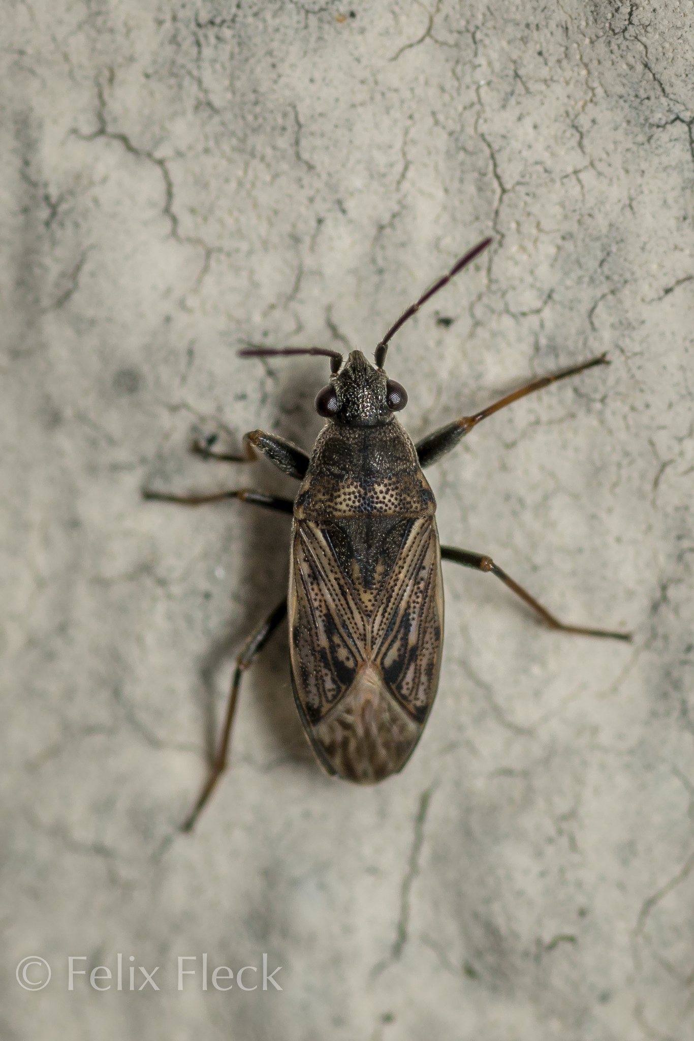 Peritrechus