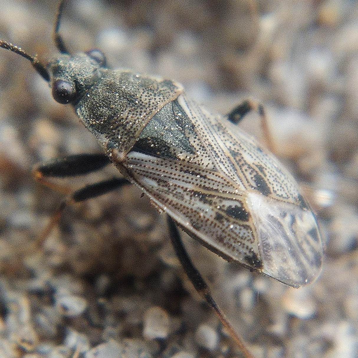 Peritrechus