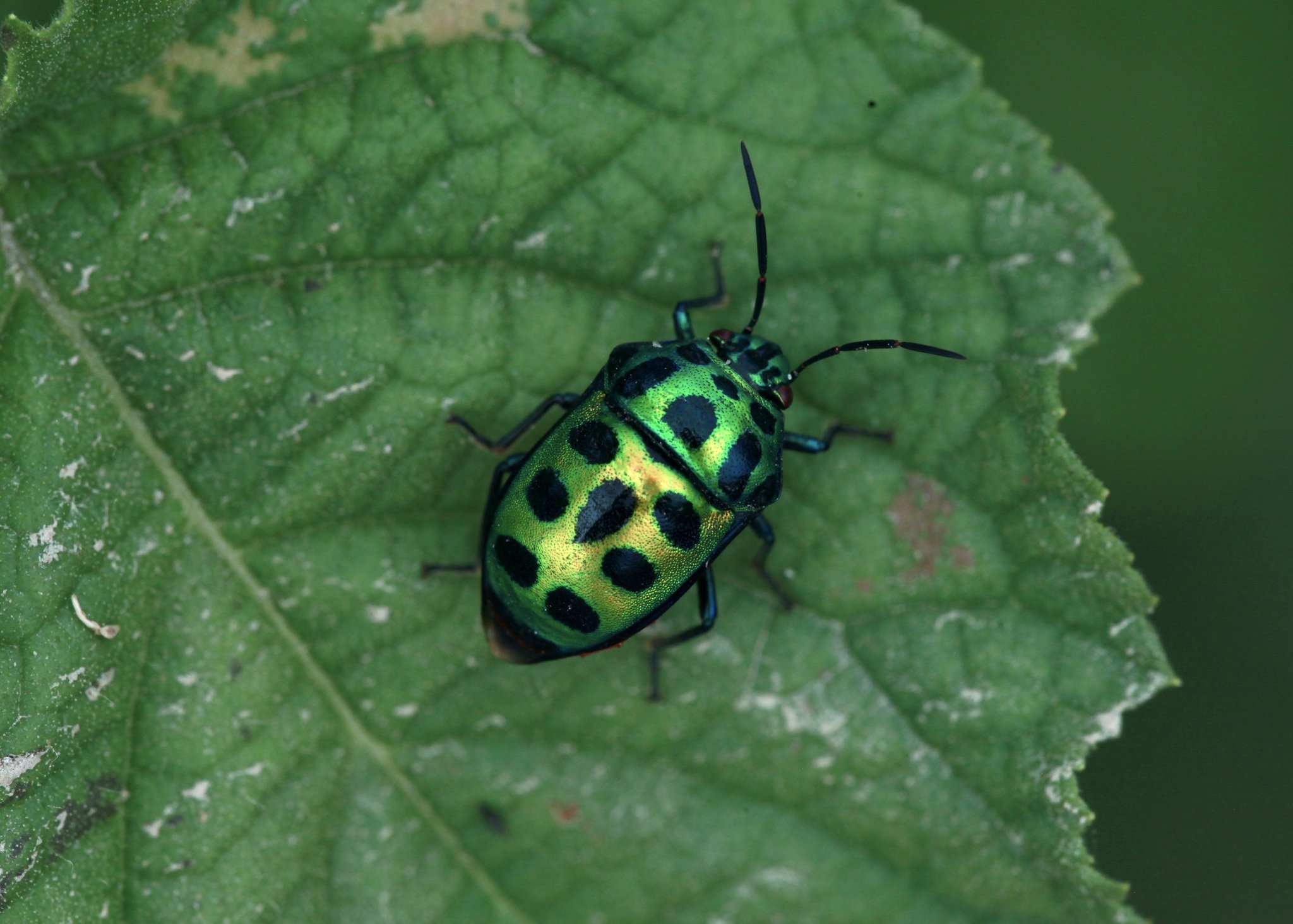 Chrysocoris stollii