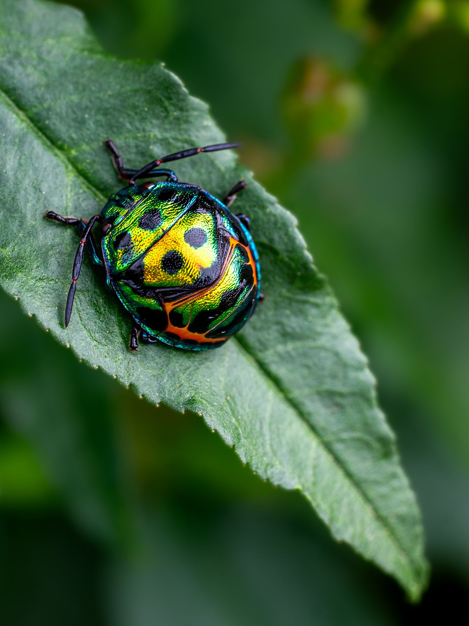 Chrysocoris stollii