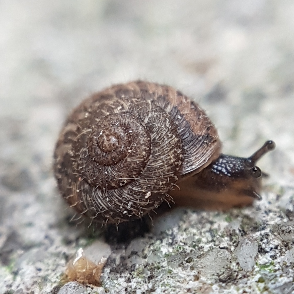 Xerotricha