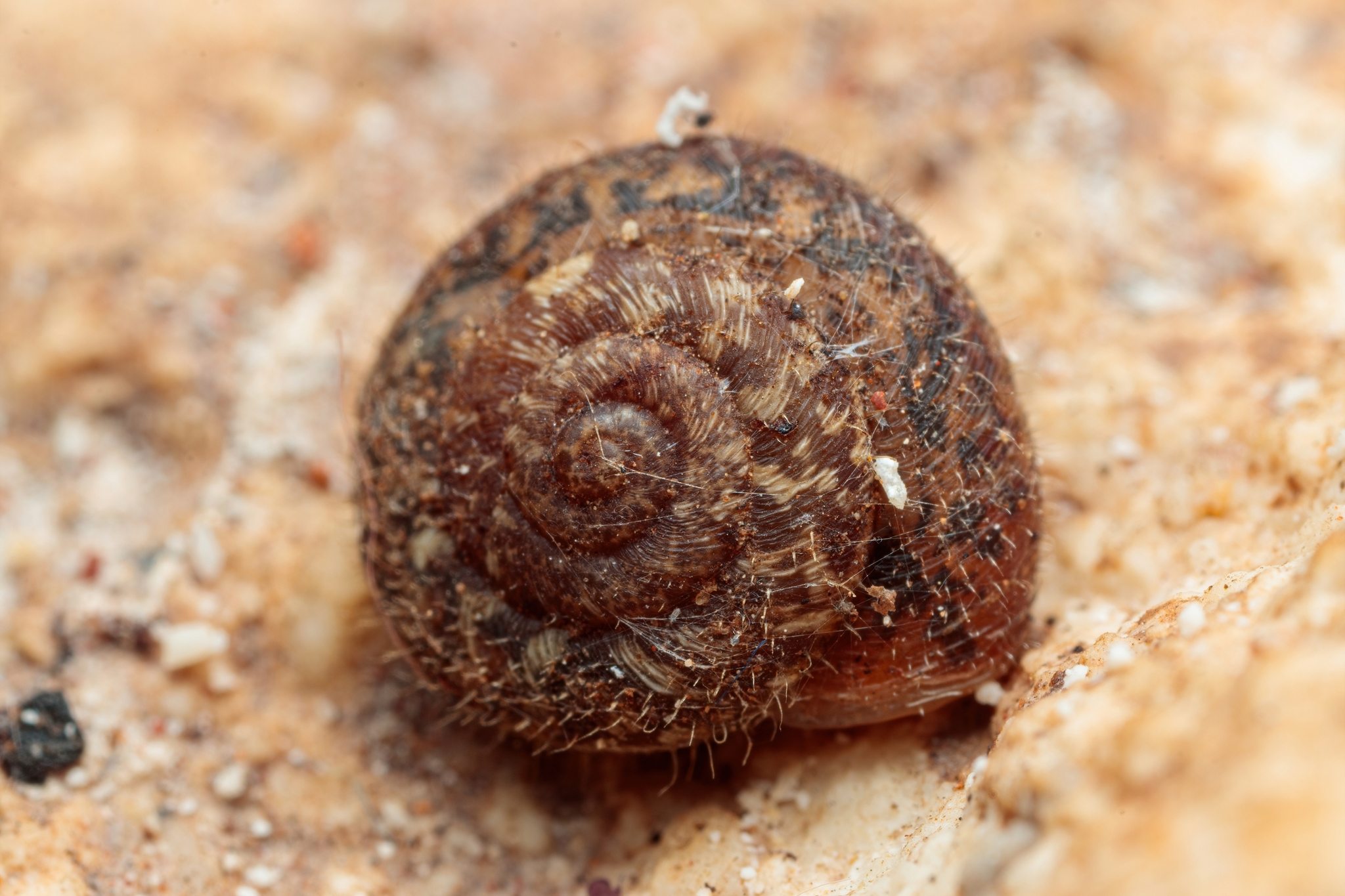 Xerotricha
