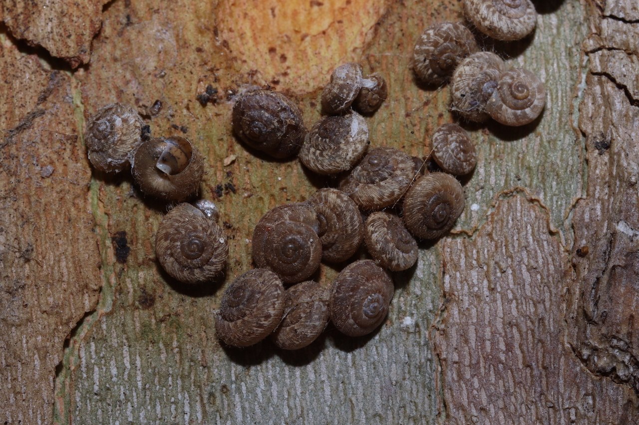 Xerotricha