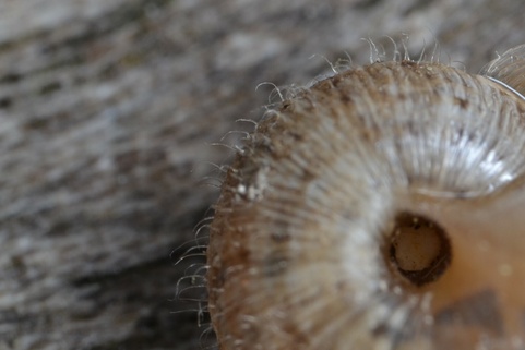 Xerotricha