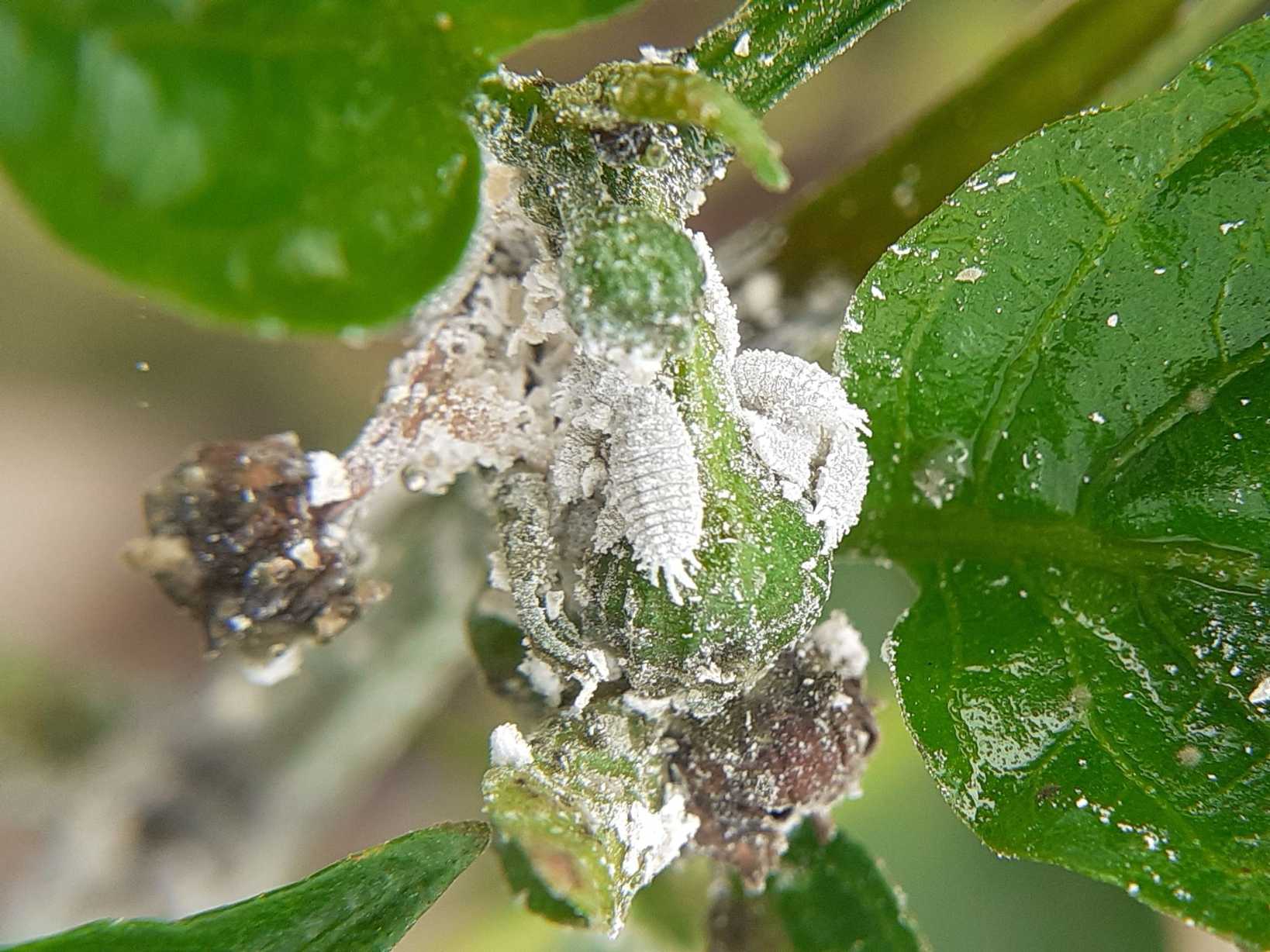 Phenacoccus madeirensis