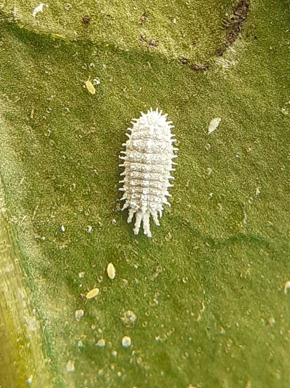 Phenacoccus madeirensis