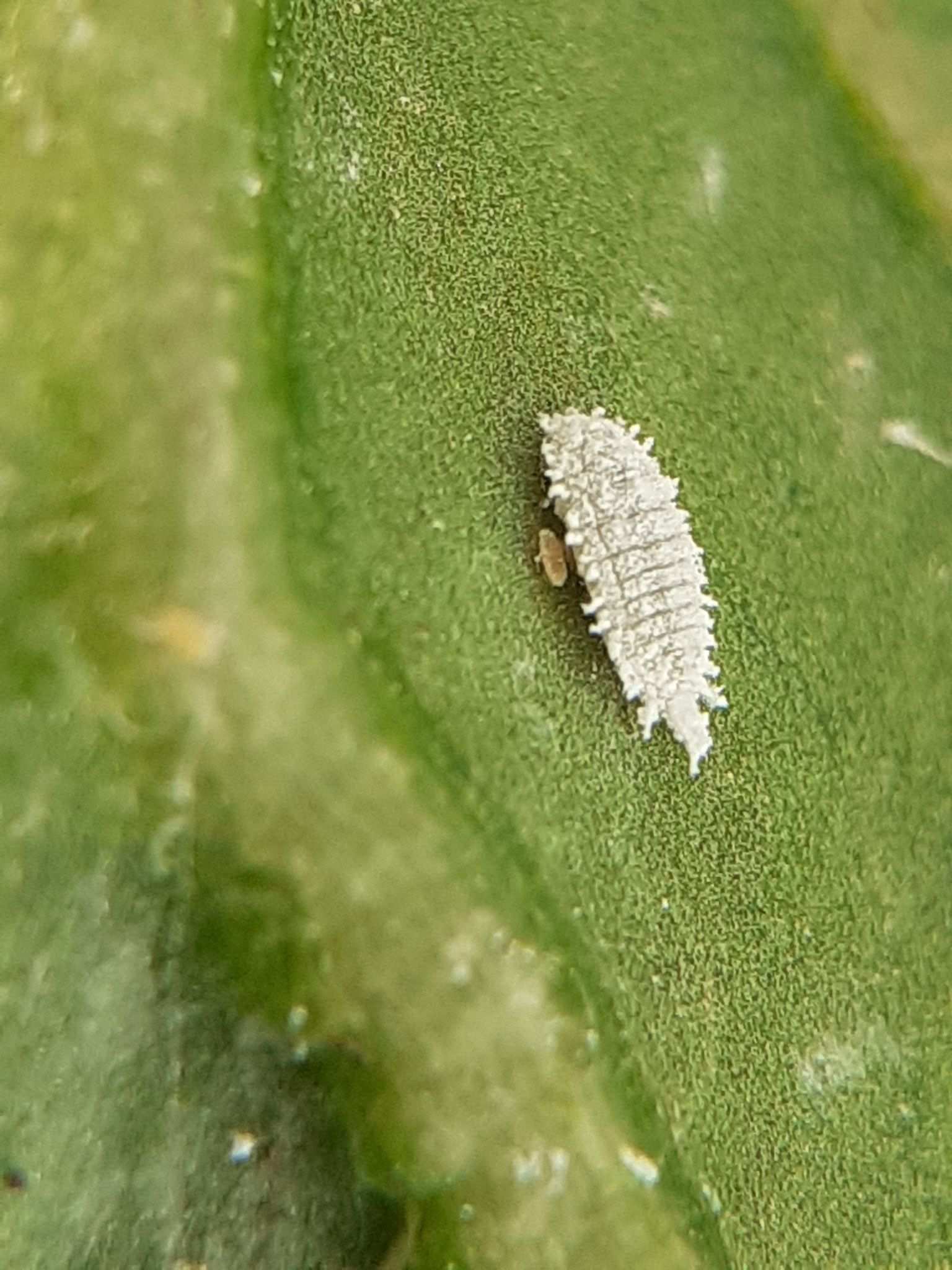 Phenacoccus madeirensis