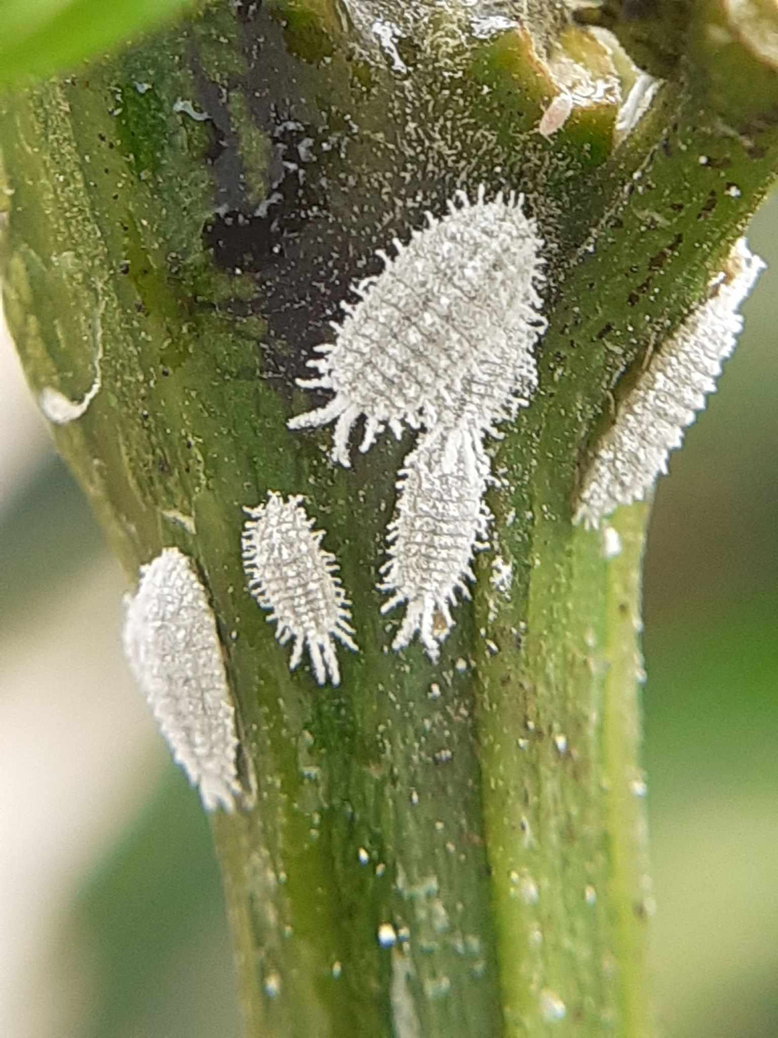 Phenacoccus madeirensis