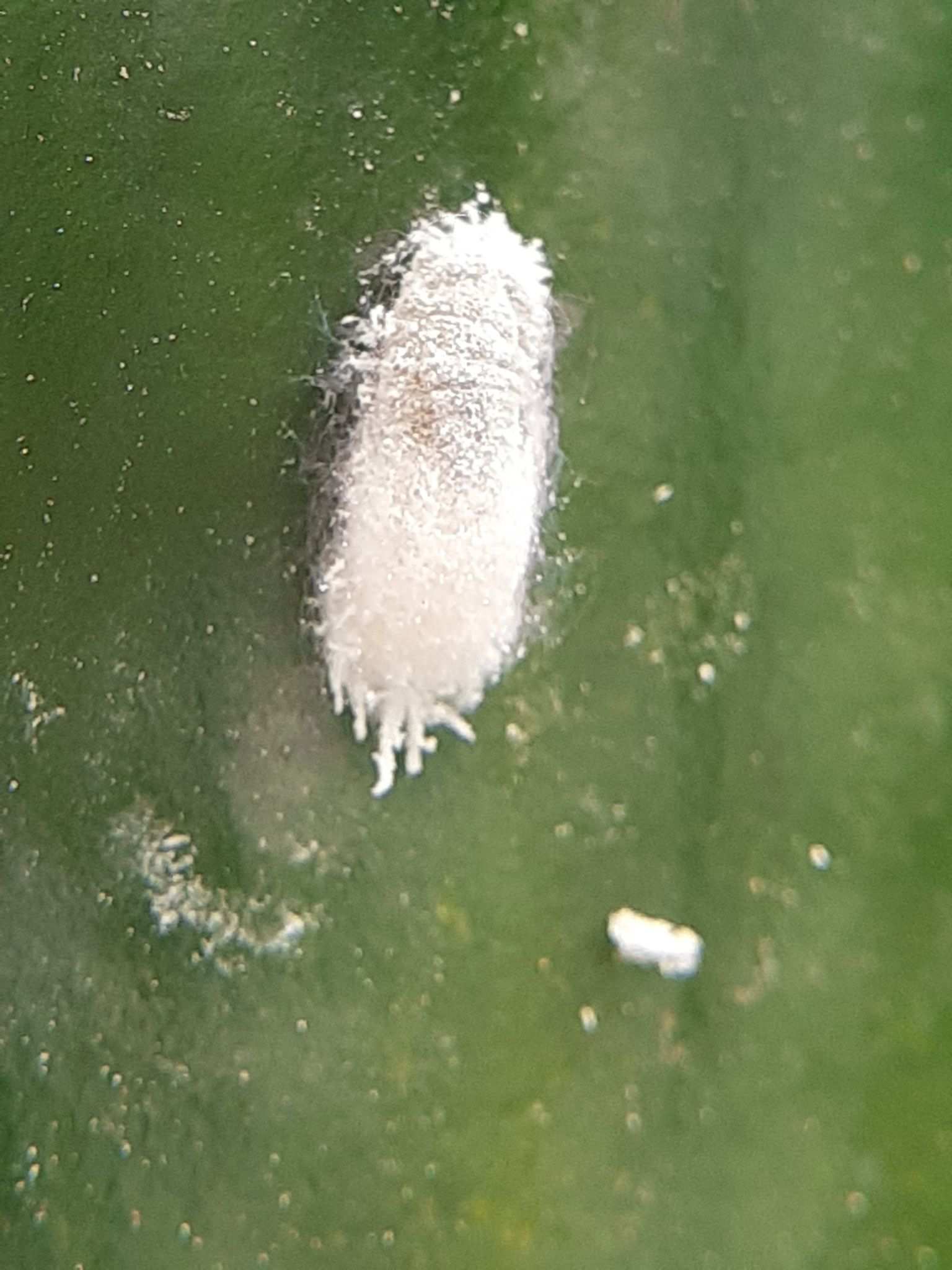 Phenacoccus madeirensis