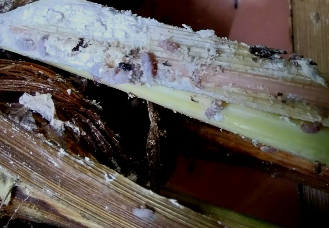 Balanococcus