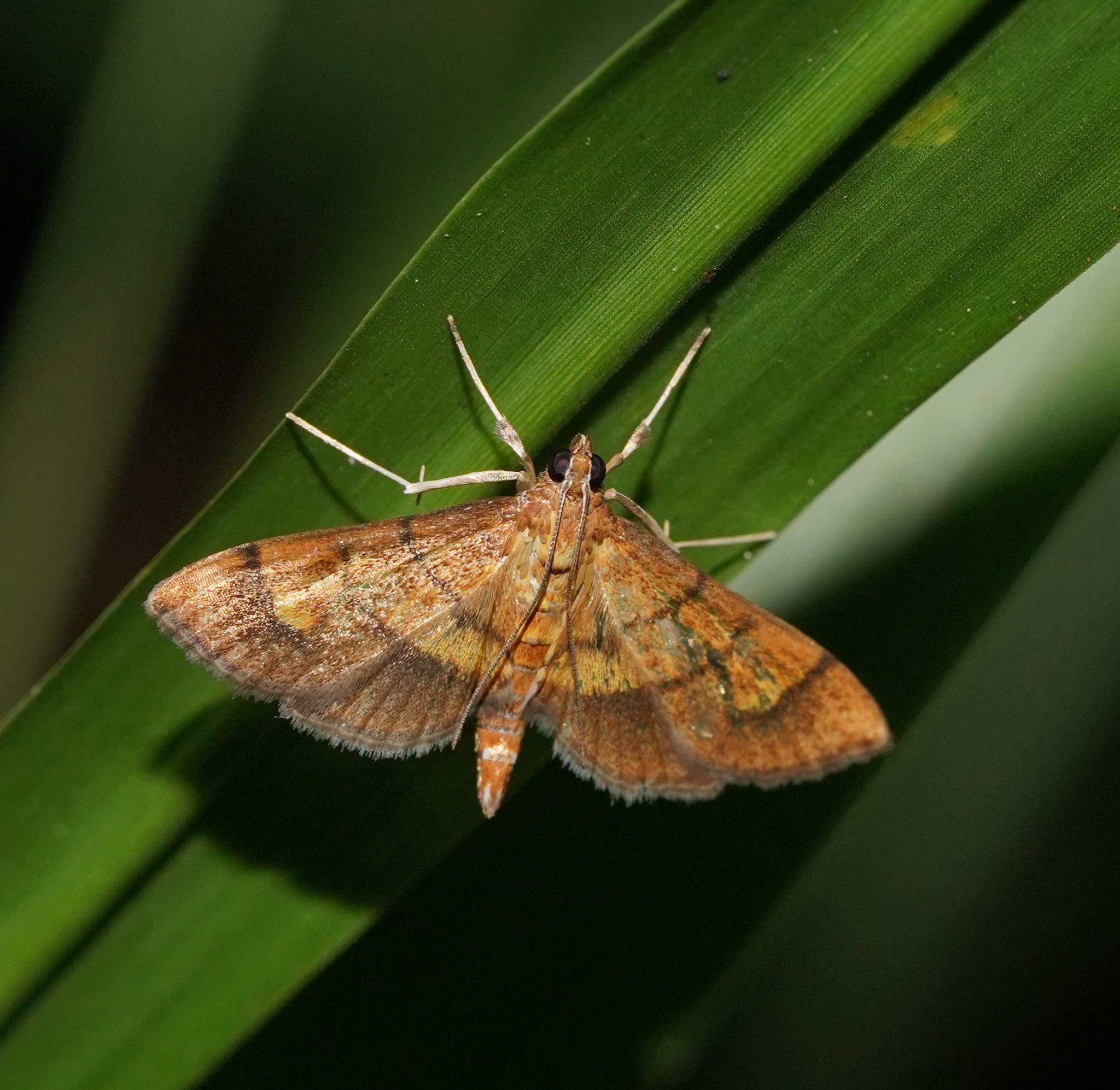 Orphanostigma abruptalis