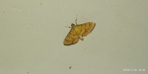 Orphanostigma abruptalis