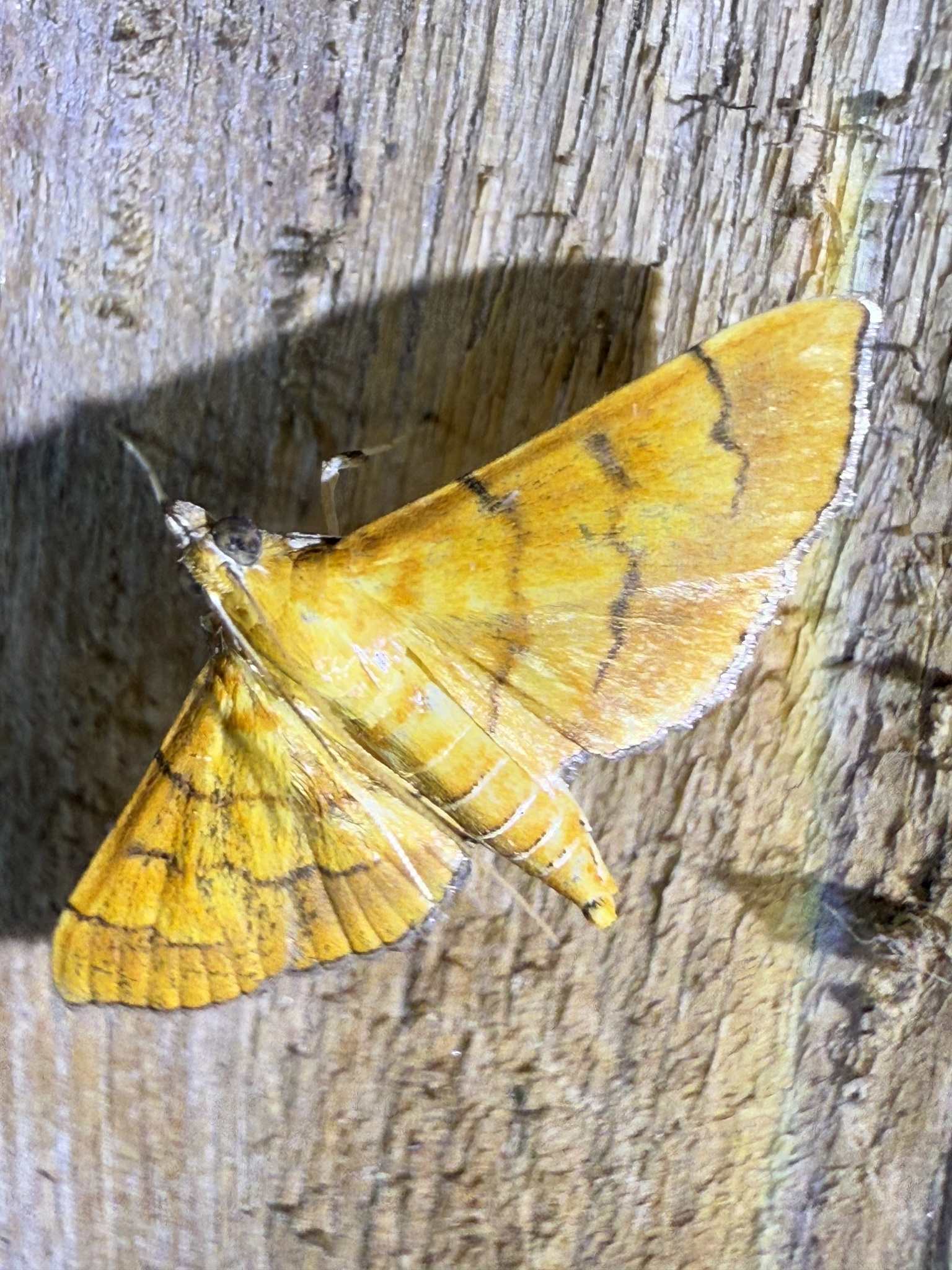 Orphanostigma abruptalis