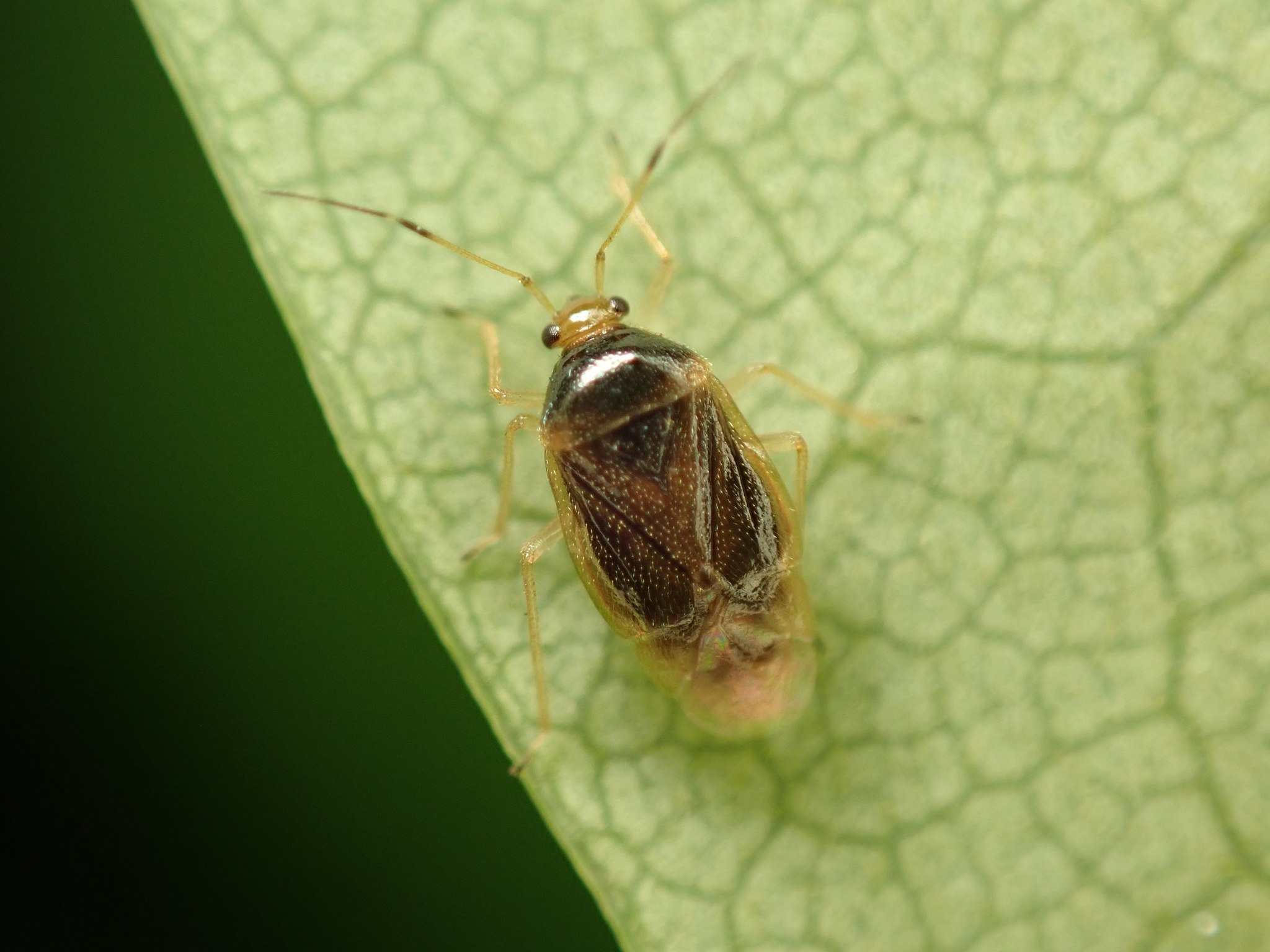 Monalocoris