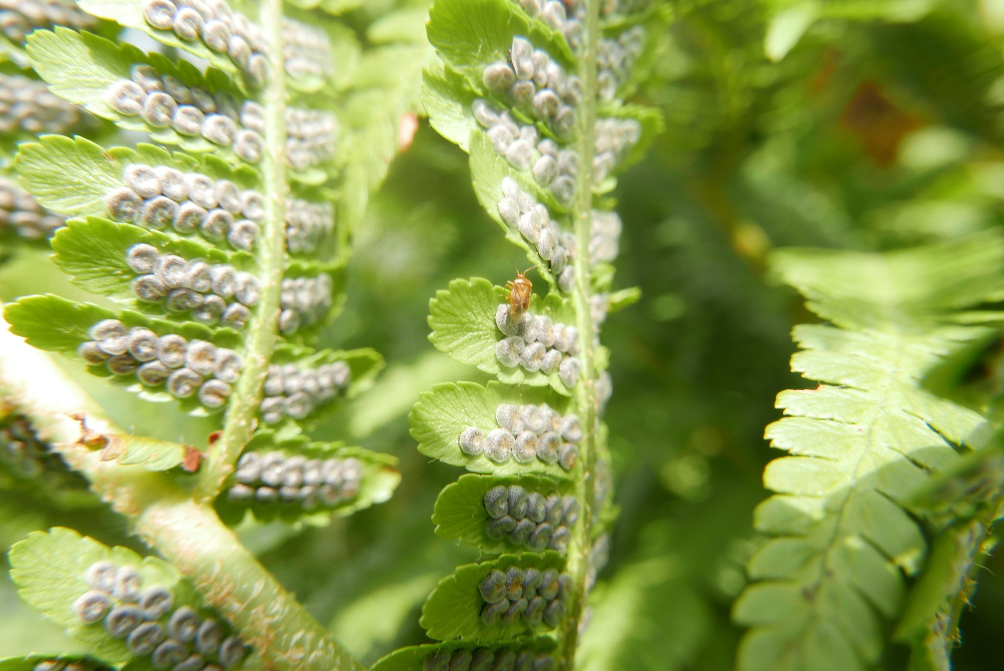 Monalocoris