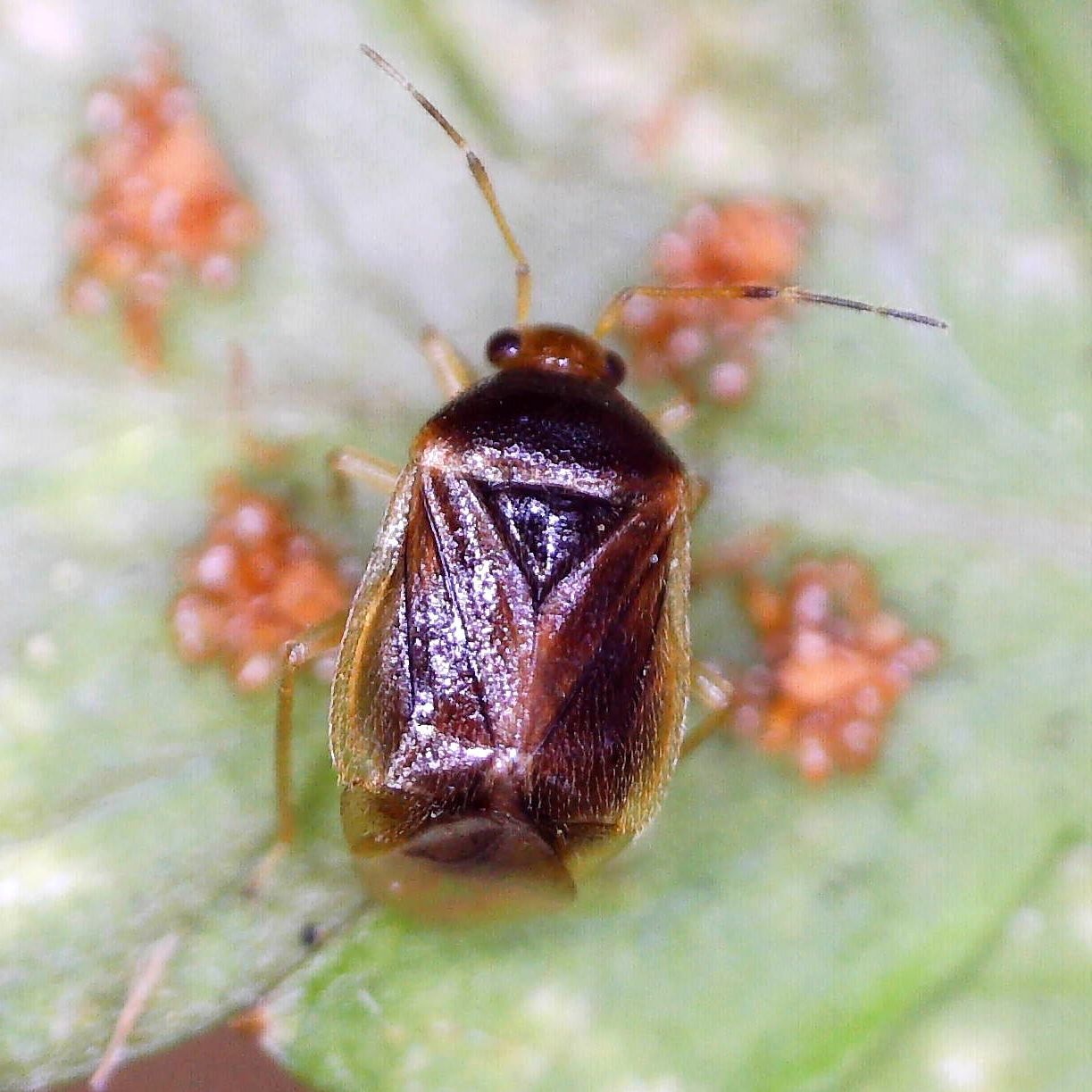 Monalocoris