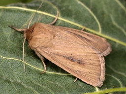 Sesamia nonagrioides