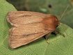Sesamia nonagrioides