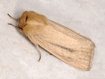 Sesamia nonagrioides