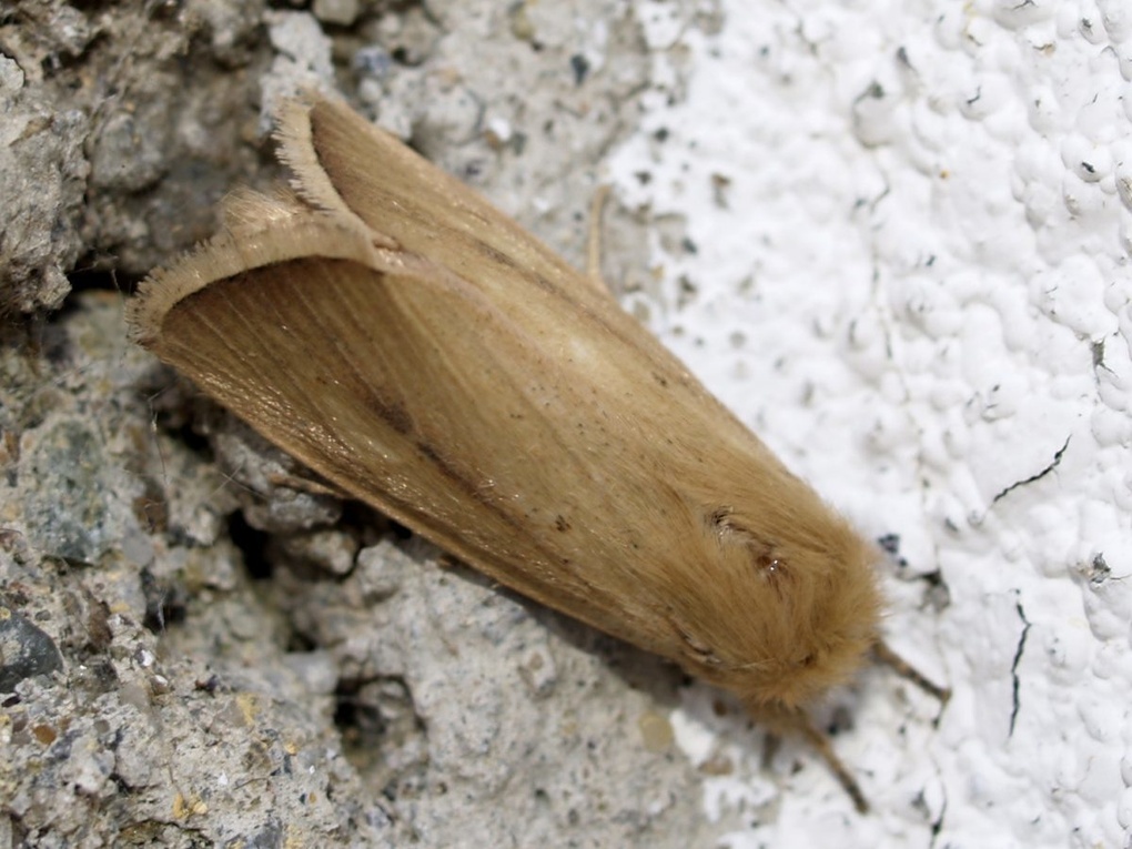 Sesamia nonagrioides