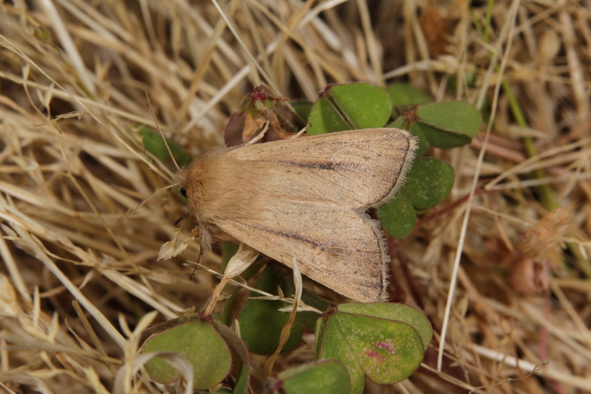 Sesamia nonagrioides