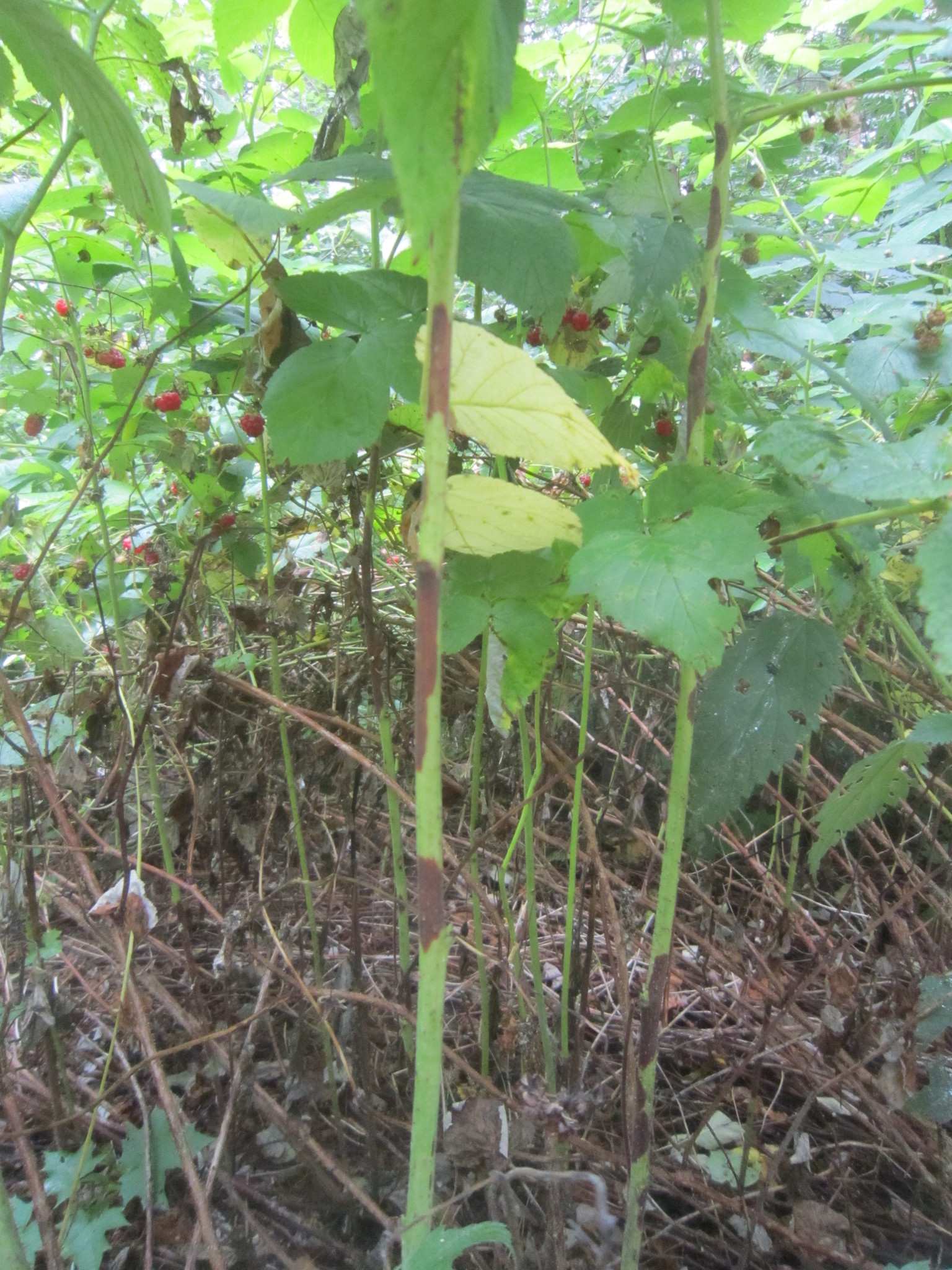 Xenodidymella applanata