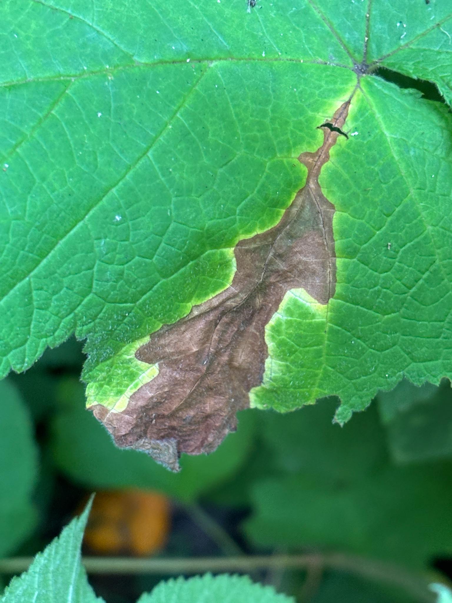 Xenodidymella applanata