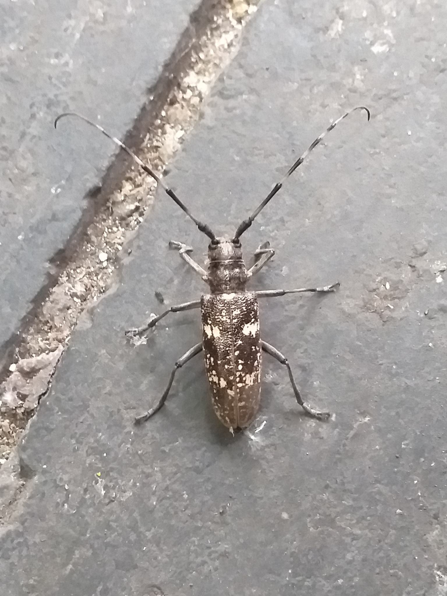 Monochamus sartor
